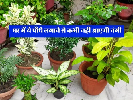 घर में ये 5 पौधे लगाने से कभी नहीं होगी पैसों की कमी