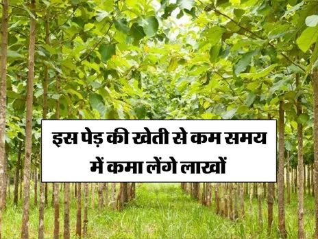 Business Idea : इस पेड़ की खेती से कम समय में कमा लेंगे लाखों