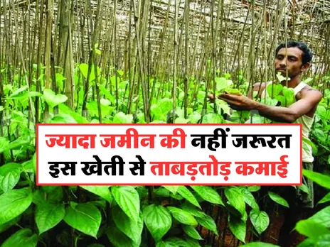 Paan Ki Kheti : ज्यादा जमीन की नहीं जरूरत, इस खेती से ताबड़तोड़ कमाई
