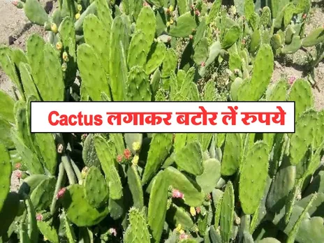 Cactus लगाकर बटोर लें रुपये, हमेशा रहती है इसकी डिमांड