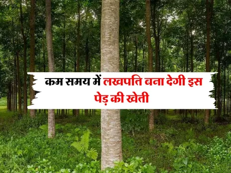 Business Idea : कम समय में लखपति बना देगी इस पेड़ की खेती 