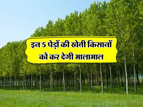 Tree Farming : इन 5 पेड़ों की खेती किसानों को कर देगी मालामाल
