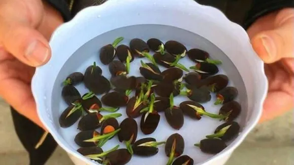 Benefit of eating Lotus strip in winter