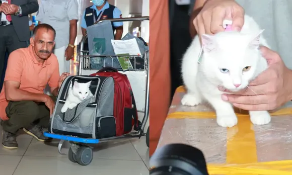 Meet Eva the first pet cat to land at Cochin International Airport