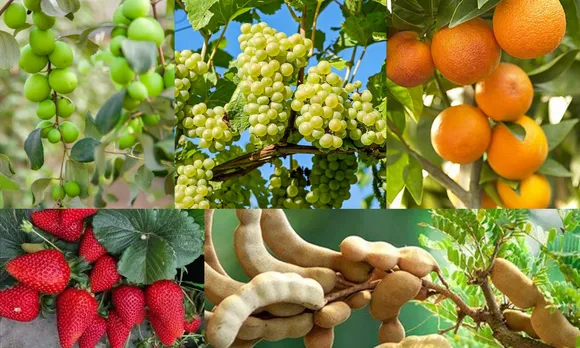 seasonal fruits