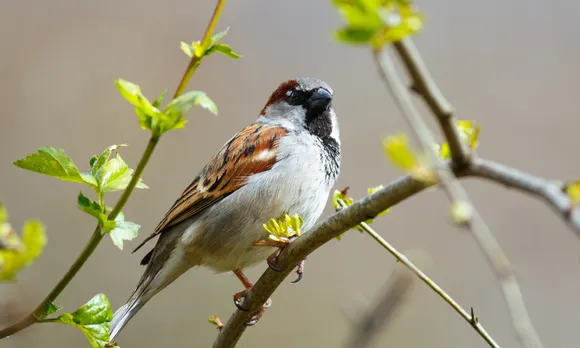 World Sparrow Day
