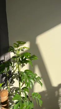Plantt 