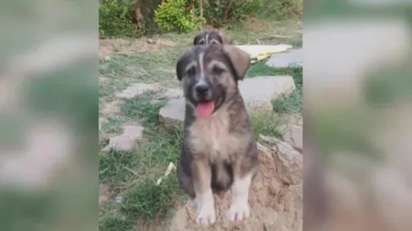 Barking Dog Alerts Village Saves 67 People from Deadly Landslide