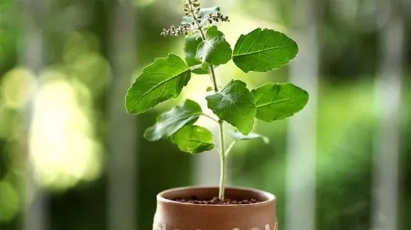 tulsi benefits 