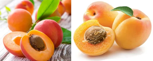 Apricot