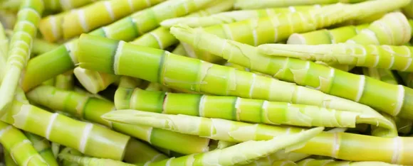Bamboo 