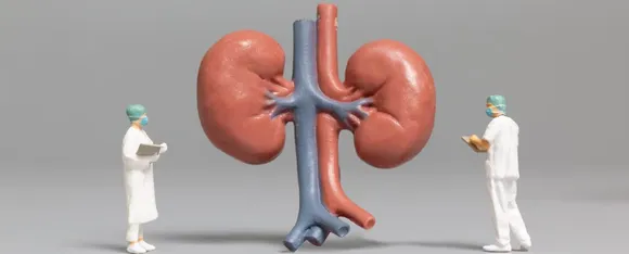 Kidney 