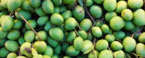 kachha aam