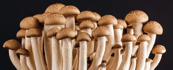 mushroom