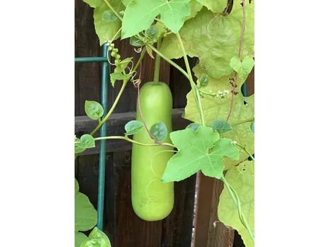 Bottle Gourd Juice