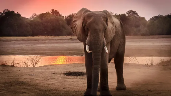 Elephant
