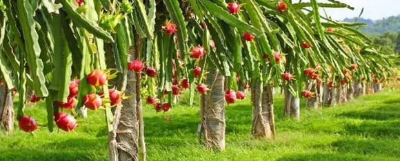 ड्रैगन फ्रूट