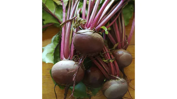 Beetroot (Wikipedia).png