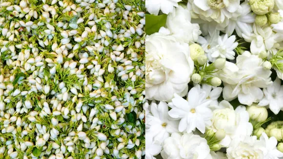 Mogra Flower