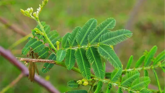Shami Plant