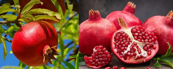 Pomegranate
