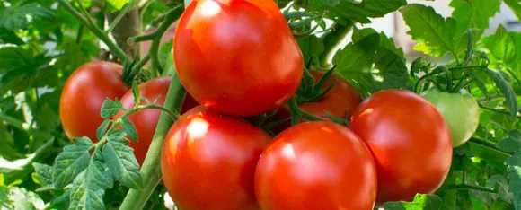 Tomato.png