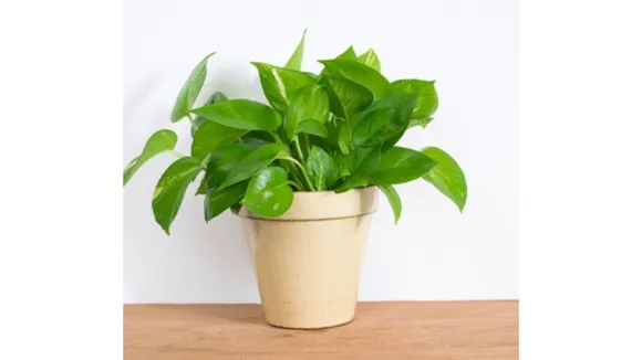 Money plant (The Star).png