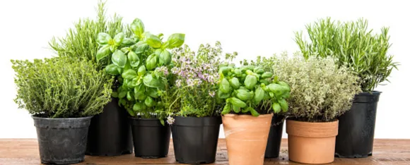 Herbs For Women 