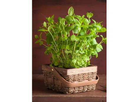 Medicinal plants to keep at home