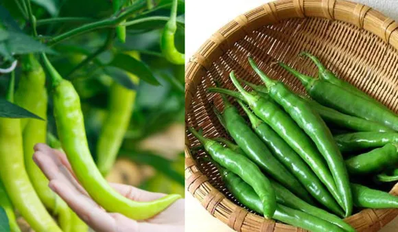 Benefits Of Green Chilli (ABP, Bhaskar)