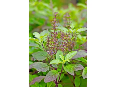 Tulsi(Britannica).png 
