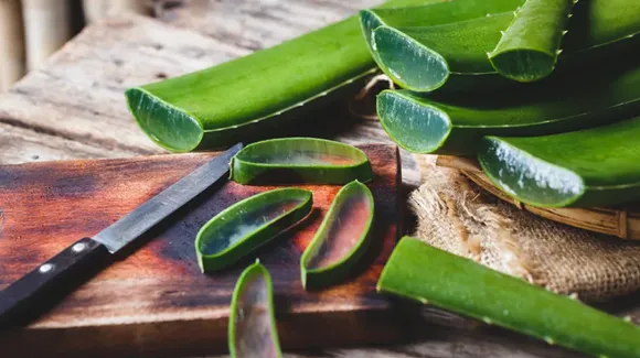 Benefits Of Aloe Vera