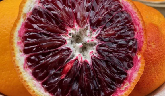  Blood Orange(Healthy Day)