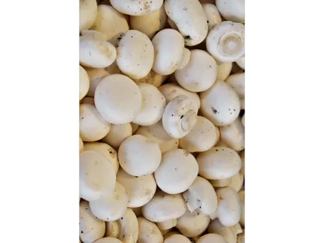 Mushrooms