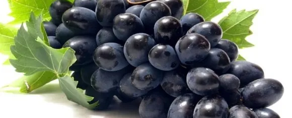Black grapes 