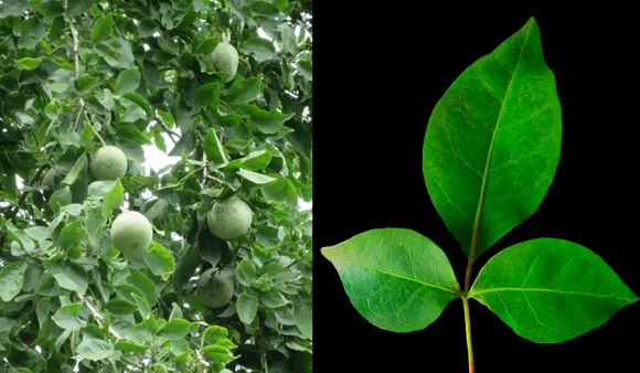 Benefits Of Belpatra(Nai Duniya, Hosangabad Media)