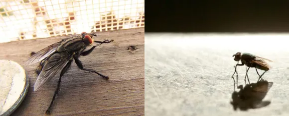 Flies
