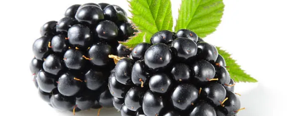 Blackberry img.png