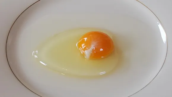 Egg White Protein 