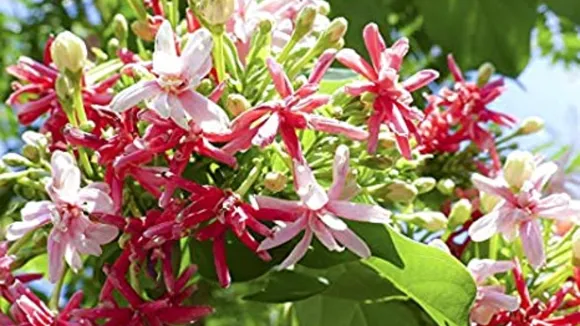 मधुमालती