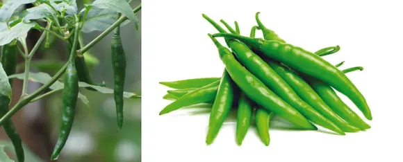 Greenchilli