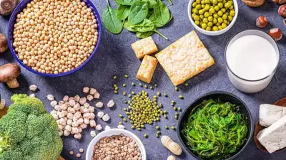 plant protein 
