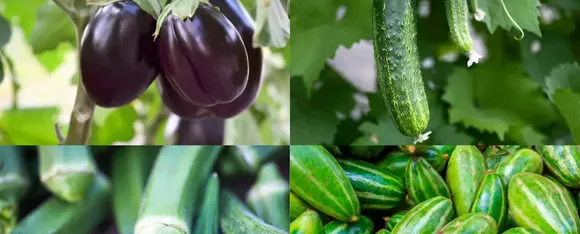 summer vegetables