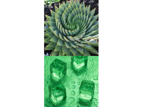 Aloe Vera (BeBeautiful,Housing)