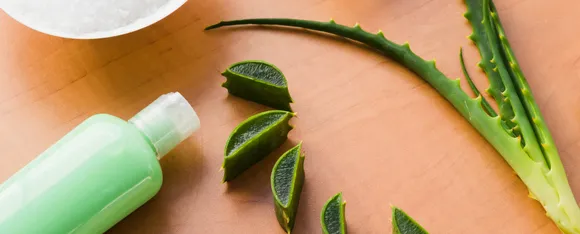 Aloevera (Image Credit Freepik)