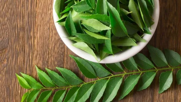 Curry leaves 