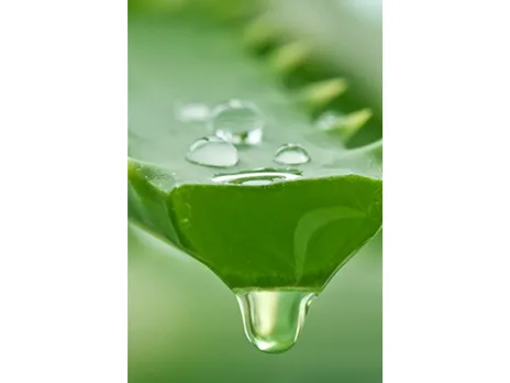 Aloe Vera (Yonkausa)