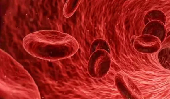 Foods That Increase Blood