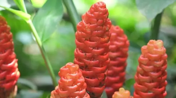 bitter ginger(Pinterest).png 