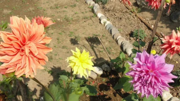गार्डनिंग घर पर
